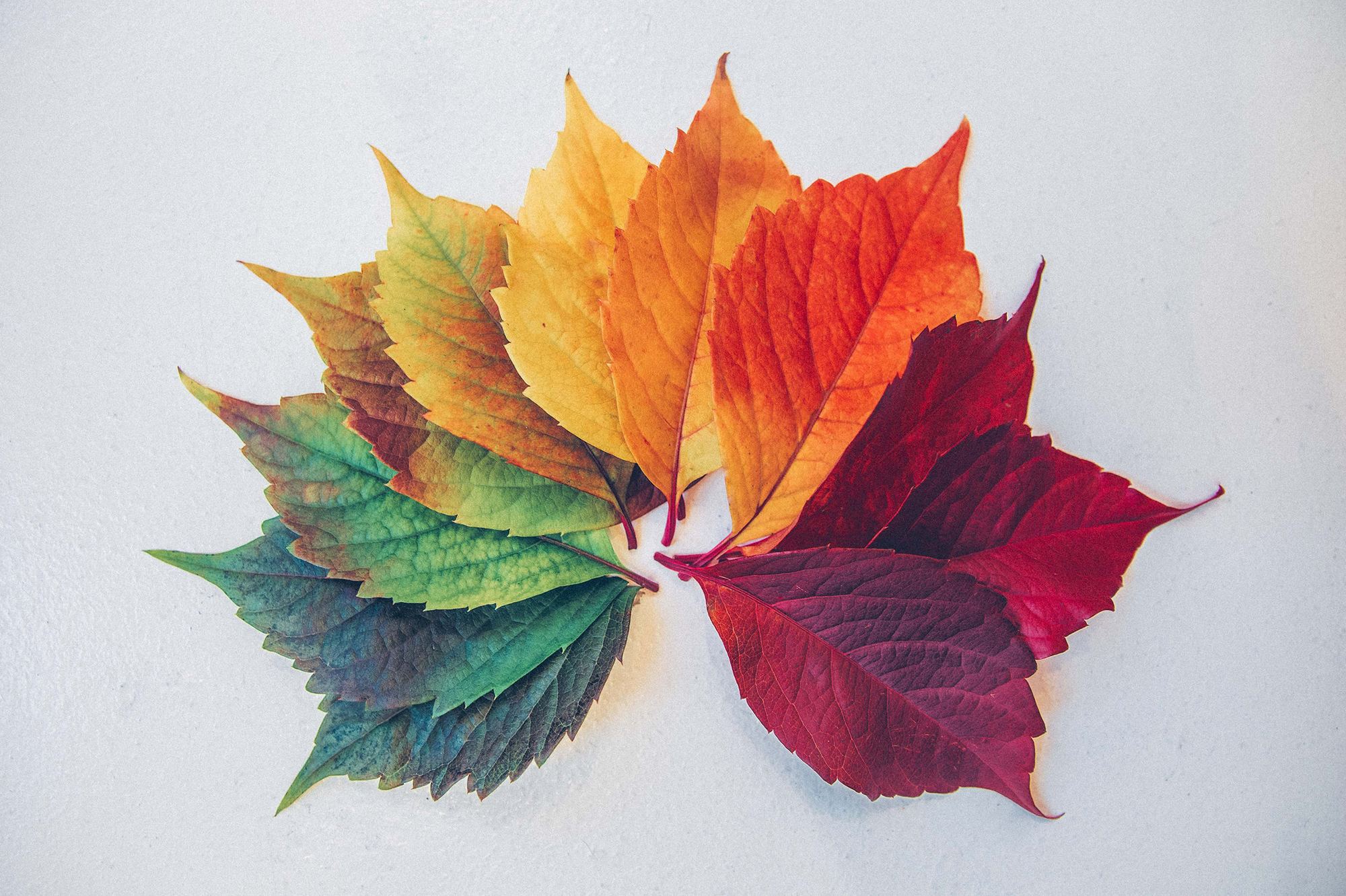 leaf_group2.jpg