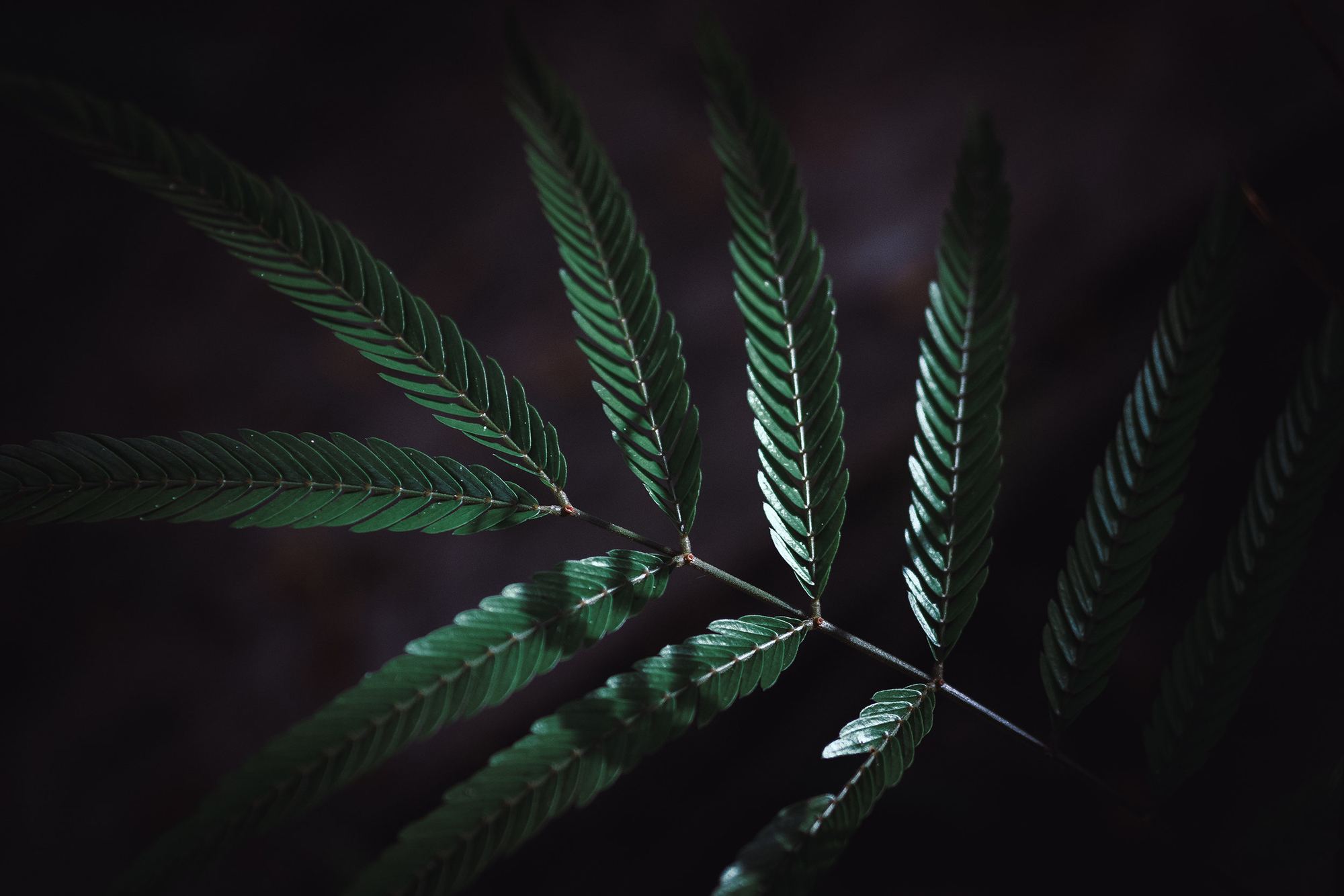 leaf_closeup.jpg